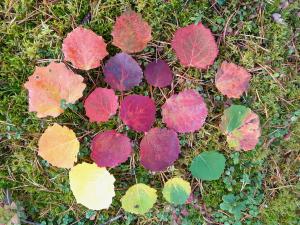 Färggranna asplöv placerade i en cirkel på mossan.