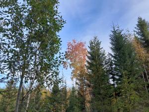 Höstskog med granar, björkar och gul-orangea aspar.