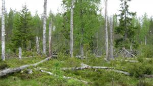 En grupp naturvårdsträd med stående och liggande död ved.