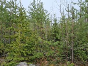 Hirvien vaurioittamia mäntyjä ja koivu