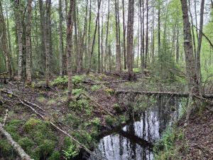 suometsää