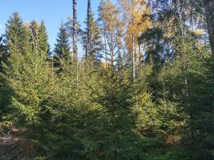 kontinuerlig skogsskötsel