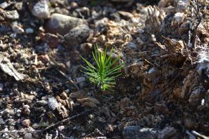 En trädplanta som börjat växa naturligt.