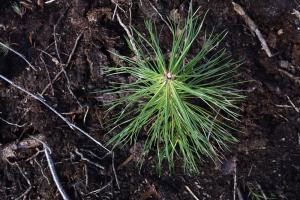 Pieni männyntaimi maassa.