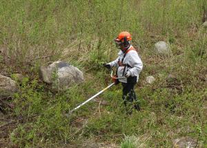Mies perkaa taimikkoa raivaussahalla. 