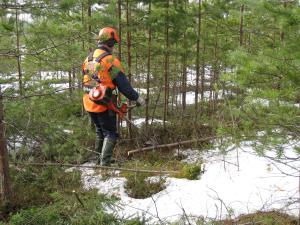 Mies sahaa taimikkoa raivaussahalla. 