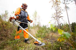 En människa med röjsåg i en plantskog.