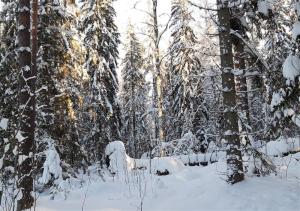 Snöig granskog.