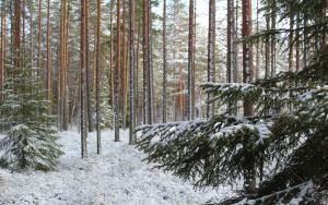 En skog på vintern