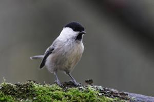 Hömötiainen seisoo sammaleella