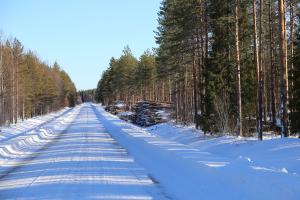 Luminen metsätie, jonka varressa on puupinoja. 
