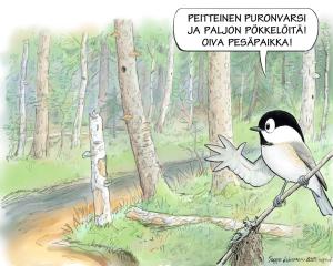 Piirroskuvassa metsä ja tintti, joka sanoo: Peitteinen puronvarsi ja paljon pökkelöitä! Oiva pesäpaikka!
