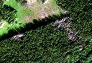 På satellitbilden kan man se döda trädgrupper i kanten av avverkningsytan, döda träd framträder som gråa på bilden. 