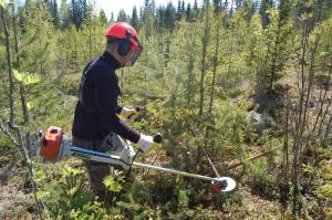 Gräs- och slyröjning i skogen