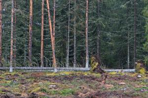 Metsän reunassa on kaatunut isoja kuusia.