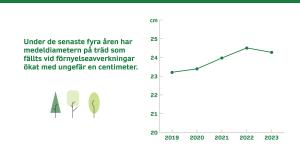 Under de senaste fyra åren har medeldiametern på träd som fällts vid förnyelseavverkningar ökat med ungefär en centimeter. 2019: 23,2 cm, 2020: 23,4 cm, 2021: 23,9 cm, 2022: 24,5 cm, 2023: 24,3 cm 
