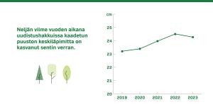 Kaavio: Neljän viime vuoden aikana uudistushakkuissa kaadetun puuston läpimitta on kasvanut sentin verran. 2019: 23,2 cm, 2020: 23,4 cm, 2021: 23,9 cm, 2022: 24,5 cm, 2023: 24,3 cm 