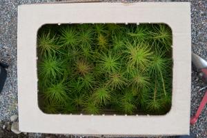 Trädplantor i en låda, fotograferade uppfirån.