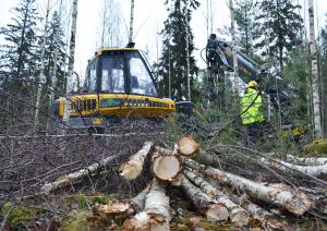Metsäkone nuoressa metsässä. Etualalla harvennettuja koivuja.