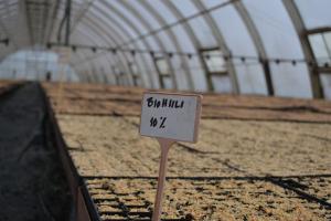 I bakgrunden ett växthus med odlingsbrickor på rad. I dem växer granar. I förgrunden syns en skylt där det på finska står biokol 10 procent.