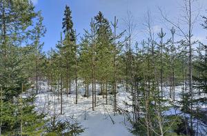 Taimikko, jossa varhaisperkaus on tehty. 