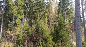 kontinuerlig beståndsvård