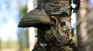 Iso kääpä koivussa