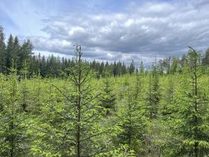 Kuusitaimikkoa.
