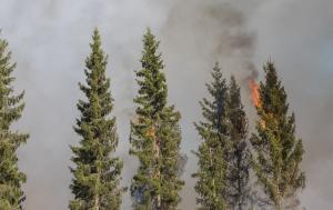 Skogsbrand i granskog