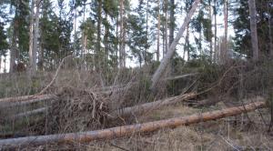 Stormskador i skogen