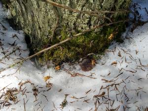 Hangella puun juurella liito-oravan papanoita.