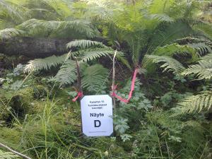 Numerolla merkattu kasvi luonnonhoitokorttikokeessa metsässä.