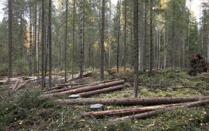 Kaadettuja puita maassa metsässä.