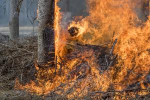 Tuli etenee maata myöten metsässä.