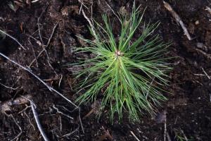 Tallplanta fotograferad uppifrån