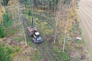 Skogsavverkning i skogen.