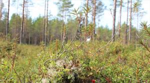 I förgrunden syns getpors och i bakgrunden skog på torvmark.