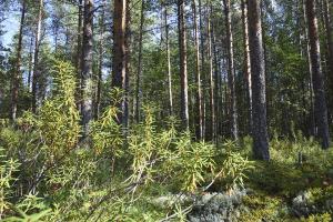 skvattram och tallskog