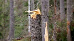 Stormskador i skogen