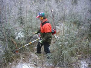 Man med röjsågen i plantbestånd