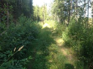 Metsätie, jolla kasvaa heinää ja vesakkoa. 