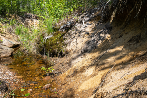 Patoratkaisu metsikössä