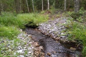 dammkonstruktion i skogen 