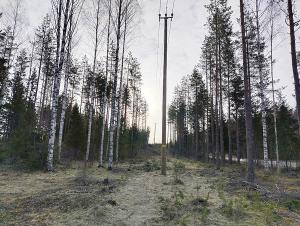 Sähkölinja ja sen molemmin puolin kasvavaa puustoa.
