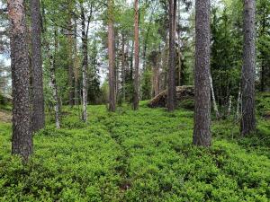 Kesäistä vihreää metsää.