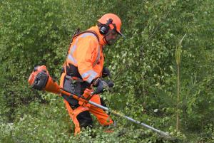 Turvavarusteisiin pukeutunut ihminen raivaamassa taimikkoa raivaussahalla