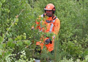 Turvavarusteisiin pukeutunut ihminen taimikon keskellä