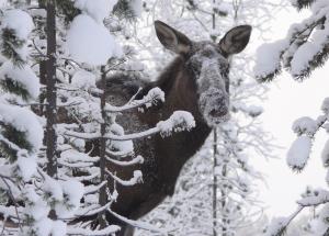 Hirvi talvisessa metsässä
