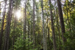 Skogbevuxen landskap, solen skiner genom träden.