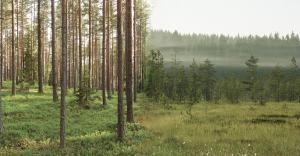 olika skogens växtlighet och ståndorter